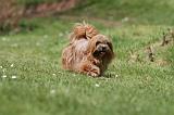 LHASSA APSO 280